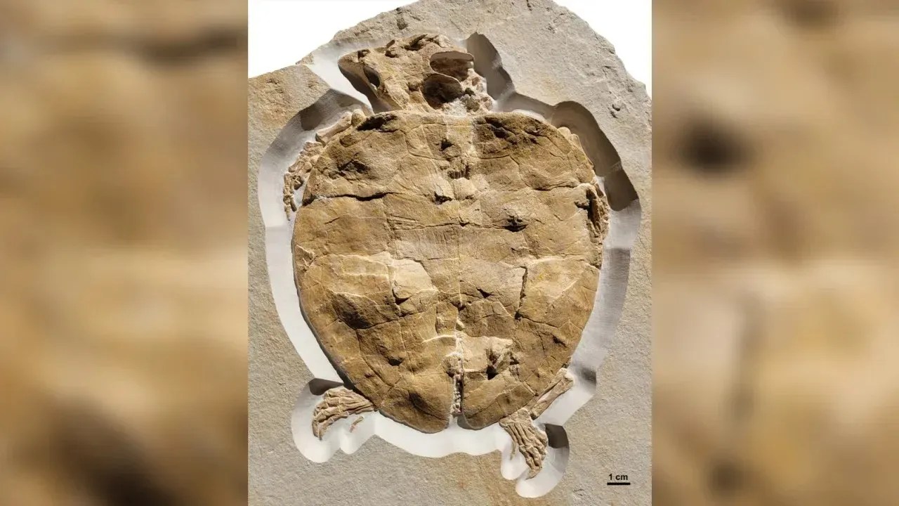 230728110255-02-jurassic-sea-turtle-fossil-specimen