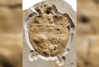 Fóssil de tartaruga jurássica de cabeça gigante é o mais completo já encontrado