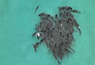 Dezenas de baleias morrem encalhadas na Austrália Ocidental