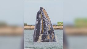 Baleias procuram humanos no México para remover parasitas da pele, relata biólogo