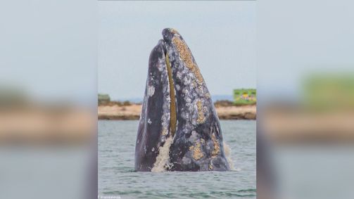 Baleias procuram humanos no México para remover parasitas da pele, relata biólogo