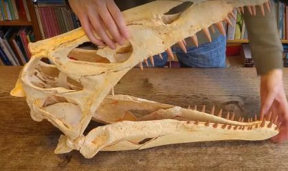 Crânio de dinossauro brasileiro é reconstituído por entusiasta na Holanda; veja