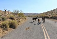 Cinco burros são encontrados mortos no Parque Nacional do Vale da Morte, nos EUA
