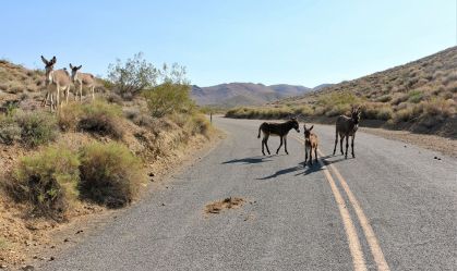 Cinco burros são encontrados mortos no Parque Nacional do Vale da Morte, nos EUA