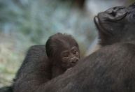 Surpresa no zoológico: gorila, que cuidadores acreditavam ser macho, dá à luz a um bebê