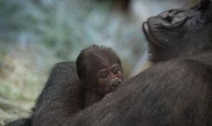 Surpresa no zoológico: gorila, que cuidadores acreditavam ser macho, dá à luz a um bebê