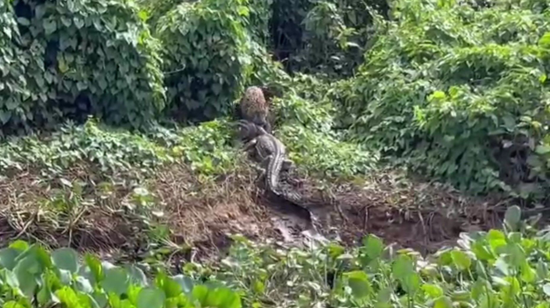 Momento em que onça pega um jacaré no Pantanal