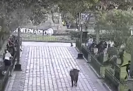 Touro foge de arena e causa pânico em cidade no Peru