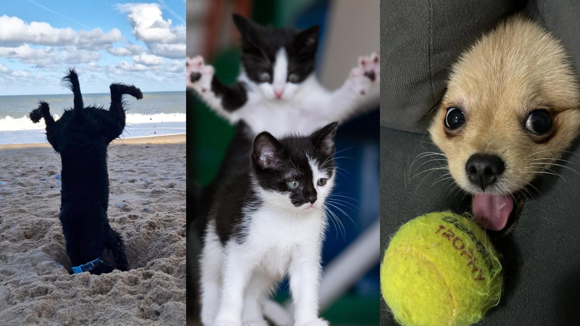 Concurso de fotos divertidas de pets1