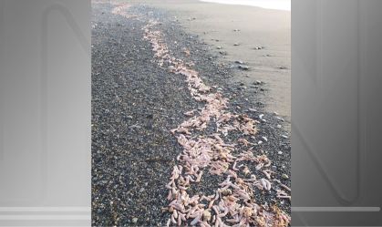Centenas de "peixes-pênis" são vistos na costa da Argentina; entenda