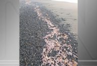 Centenas de “peixes-pênis” são vistos na costa da Argentina; entenda