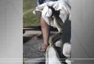 Falsa jararaca é resgatada de piscina em residência no Ceará