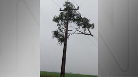 Galhos de árvores foram parar em cima de fios após a passagem do ciclone no município de Rolador (RS)