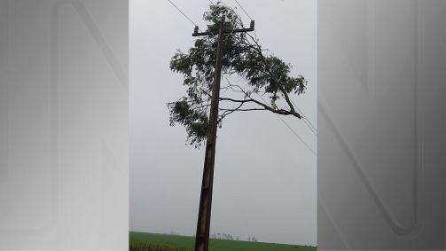 Galhos de árvores foram parar em cima de fios após a passagem do ciclone no município de Rolador (RS)