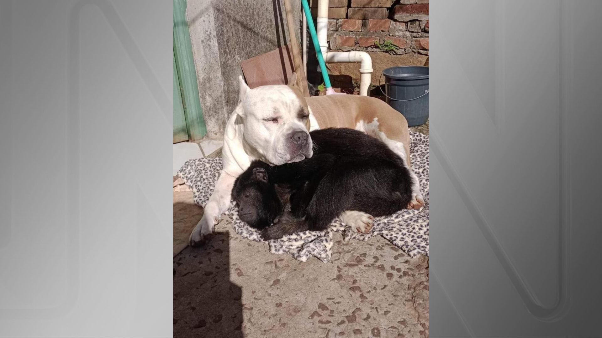 Cachorro e macaco dividem cobertor no Rio Grande do Sul