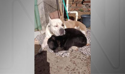 Durante onda de frio, cachorro e macaco dividem cobertor no Rio Grande do Sul