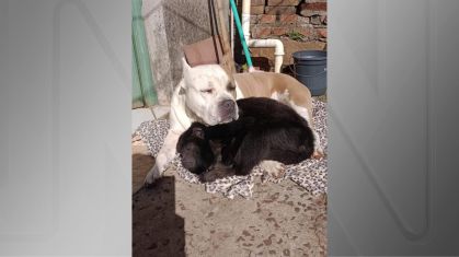 Cachorro e macaco dividem cobertor no Rio Grande do Sul
