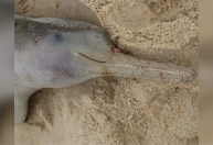 Golfinho de raça em risco de extinção é encontrado morto em praia de SC