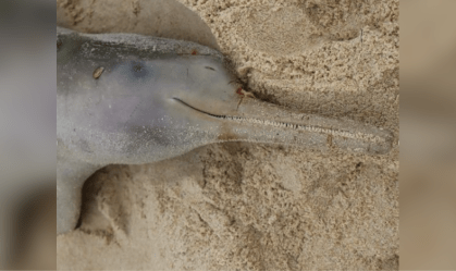 Golfinho toninha morto em Florianópolis
