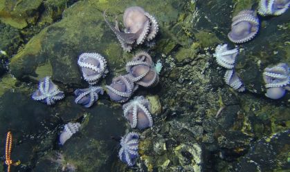 Em descoberta rara, pesquisadores acham berçário de polvo a cerca de 3 km de profundidade