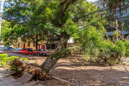 Queda de árvore na cidade de Porto Alegre, no Rio Grande do Sul, após ciclone em junho de 2023