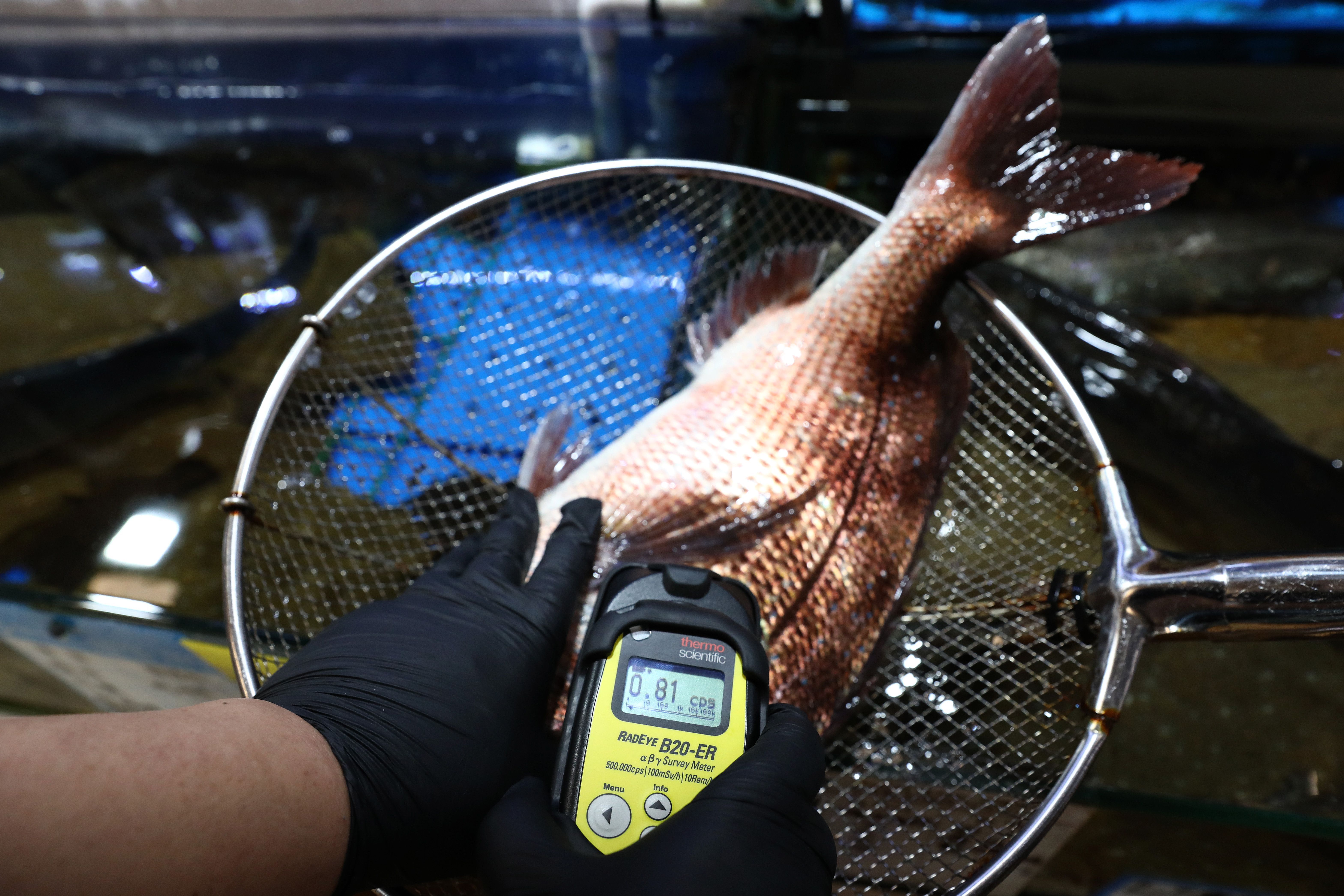 Fish Sales Plummet In South Korea As Japan Plans To Release Fukushima Radioactive Water