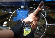 Radioatividade em peixes próximos a usina de Fukushima está 180 vezes acima do limite