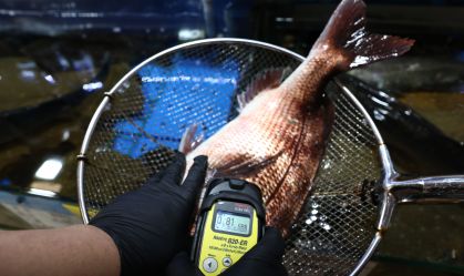 Radioatividade em peixes próximos a usina de Fukushima está 180 vezes acima do limite