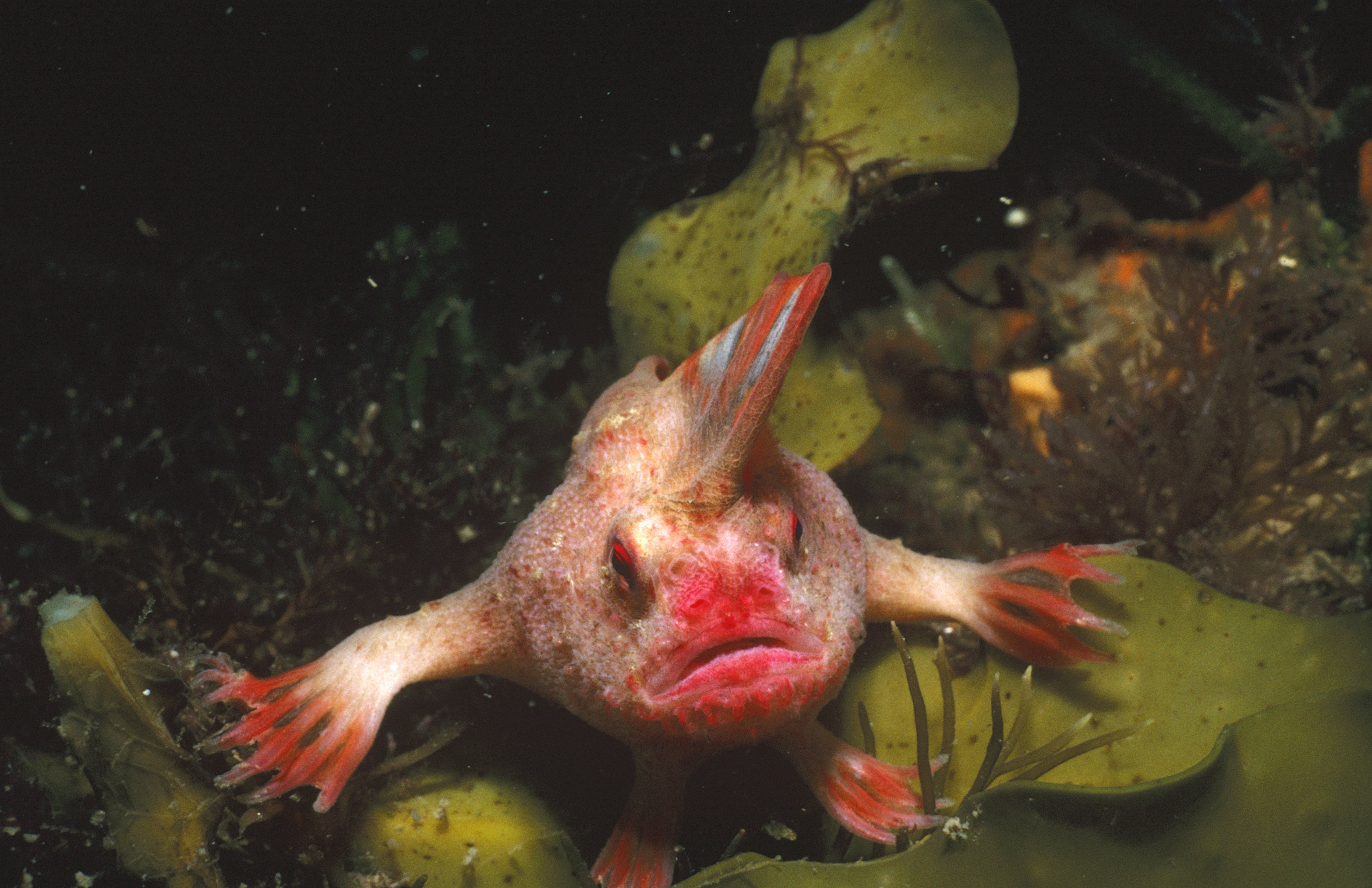 Peixe-mão-vermelho, Thymichthys politus, espécie rara e criticamente ameaçada de extinção conhecida apenas no sudeste da Tasmânia, na Austrália./ Auscape/Getty Images