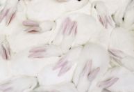 Canadá proíbe testes de cosméticos em animais