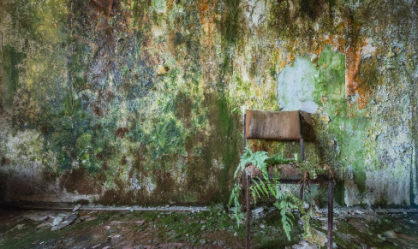 O mundo sem humanos: Veja locais abandonados invadidos pela natureza