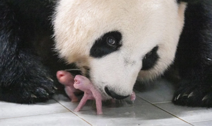 Raro nascimento de pandas gêmeos encanta zoológico na Coreia do Sul
