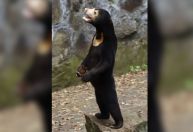 Após repercussão, zoológico da China nega que atração seja homem vestido de urso