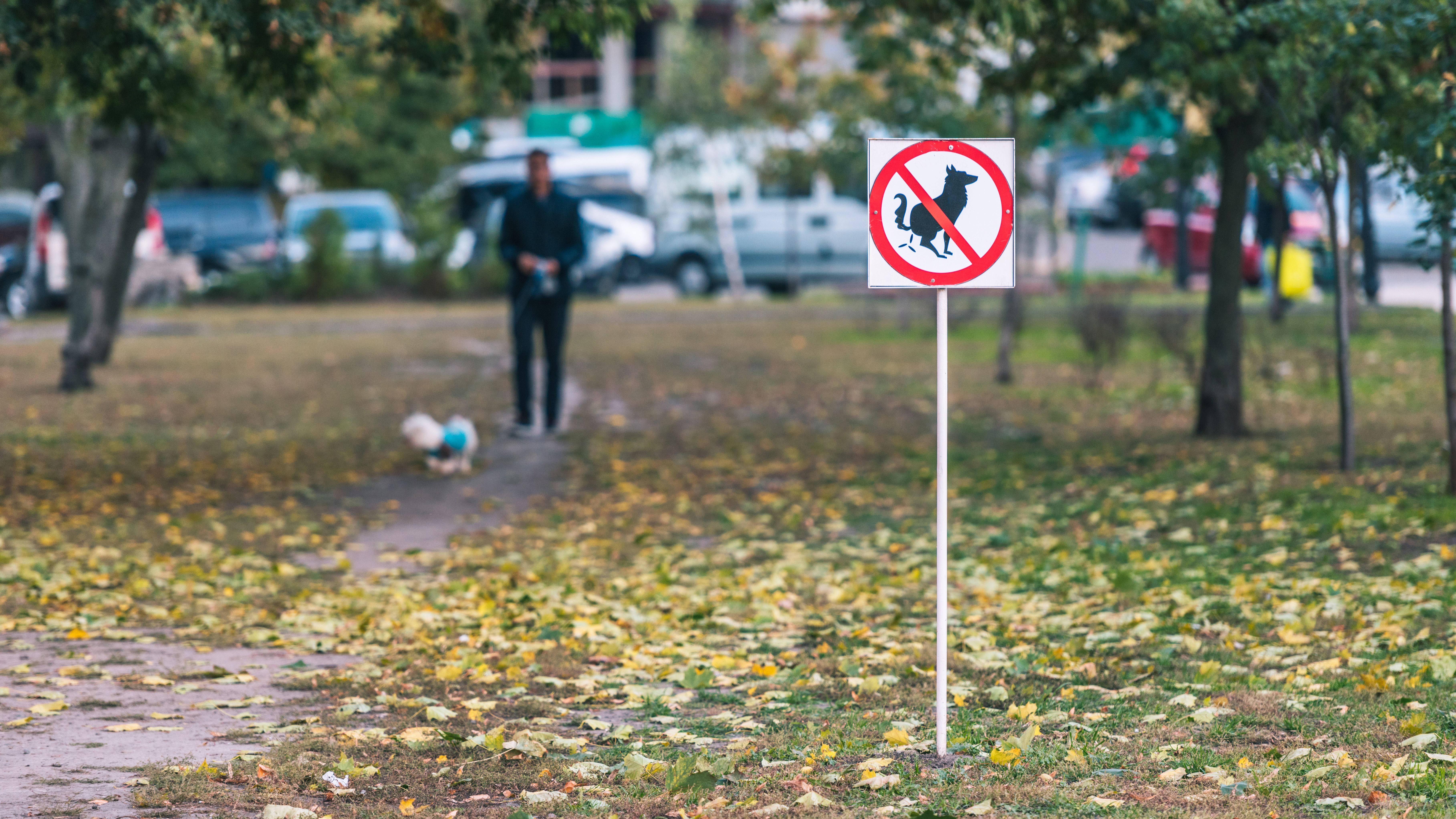 Projeto de identificação por meio de DNA canino