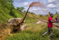 Elefante aflito após ser atropelado por trem e onça assassina estão entre poderosas imagens de prêmio de fotografia; veja galeria