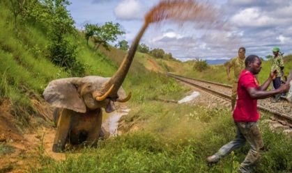 Elefante aflito após ser atropelado por trem e onça assassina estão entre poderosas imagens de prêmio de fotografia; veja galeria