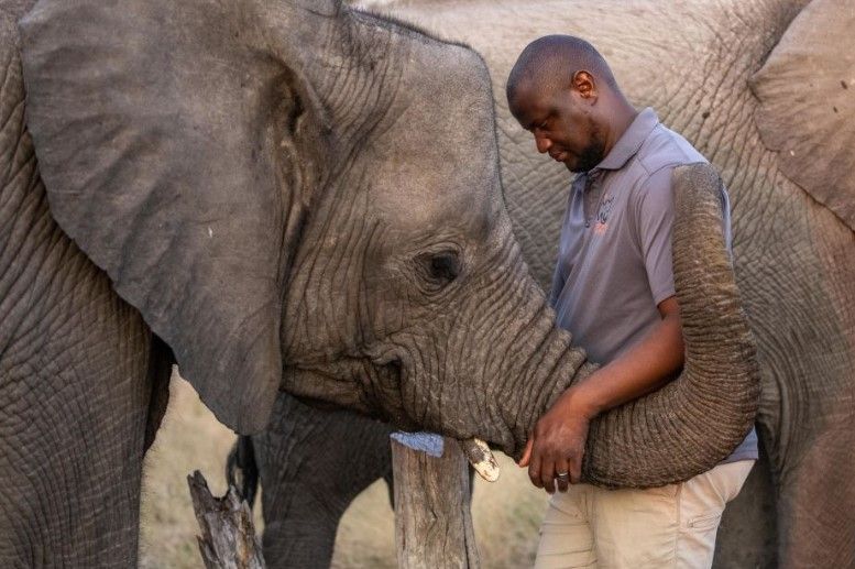 Elefantes órfãos cuidados pela Elephant Havens em Botsuana / Colossal