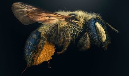 Imagens aproximadas mostram detalhes extraordinários dos insetos; Veja fotos