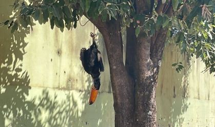 tucano morto aguas claras ms