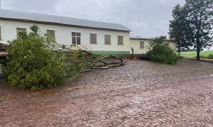 Árvores caíram devido ao ciclone na cidade de Cerro Largo (RS)