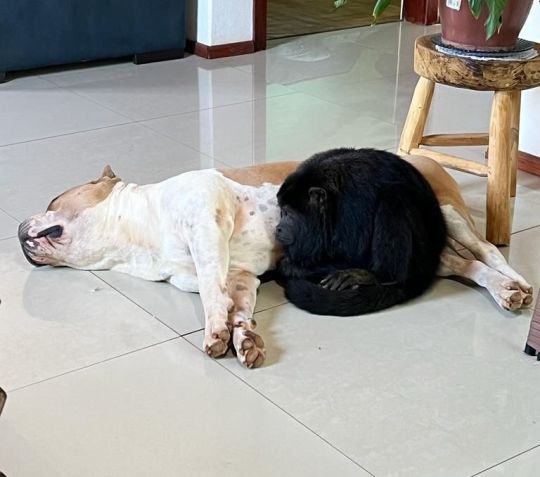 Pitbull Zeus e macaco Mochila / Divulgação