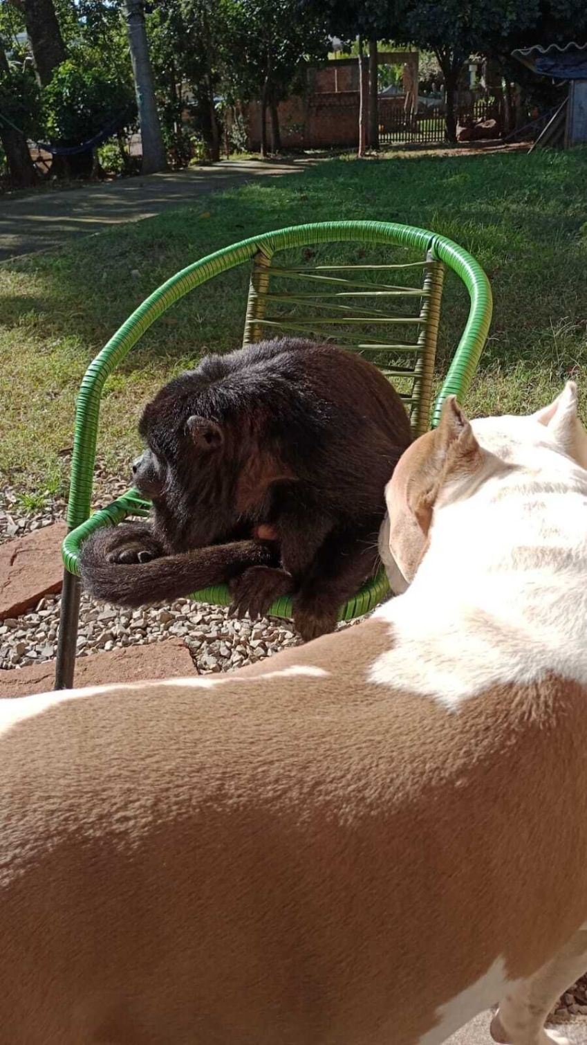 Pitbull Zeus e macaco Mochila / Divulgação
