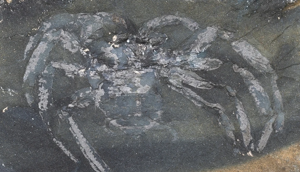 aranha