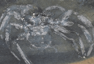 Pesquisadores encontram espécie de aranha de 310 milhões de anos na Alemanha