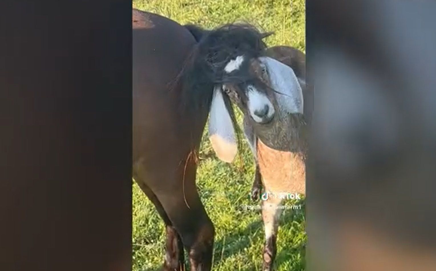Cabra Cavalo
