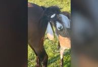 Cabra enrosca chifres em rabo de cavalo e vídeo viraliza com pergunta: Como fez isso?