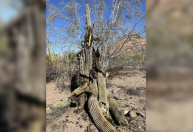 Calor recorde nos EUA mata cactos, plantas adaptadas ao calor e à aridez