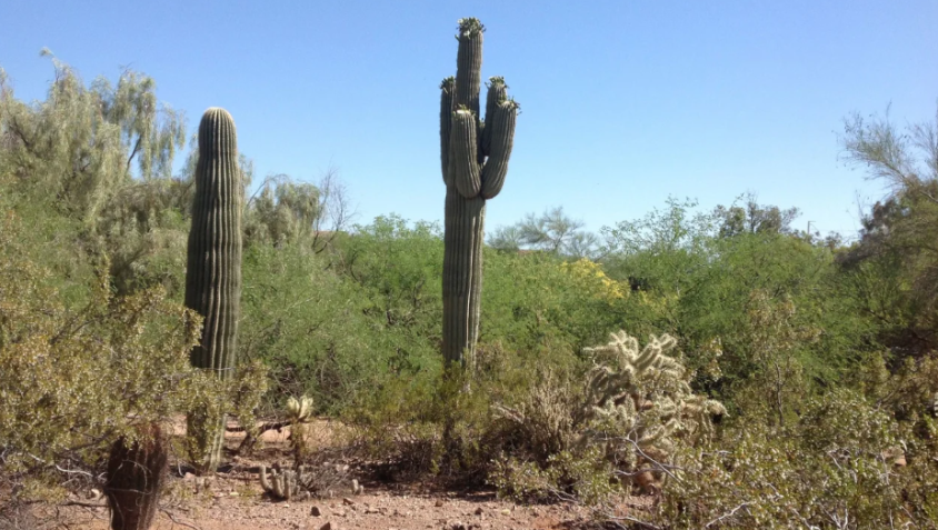 Os cactos Saguaro, os maiores cactos dos EUA, normalmente crescem cerca de 12 metros de altura e estão limitados ao sul do Arizona, de acordo com o National Park Service. / Desert Botanical Garden