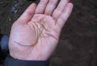 Vermes que transformam insetos em “zumbis” fazem hospedeiros pularem na água e se afogar