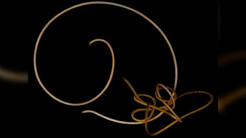 Dois vermes vivos emaranhados de crina de cavalo de água doce, cientificamente chamados de Gordionus violaceus, foram encontrados na Alemanha / Gonzalo Giribet